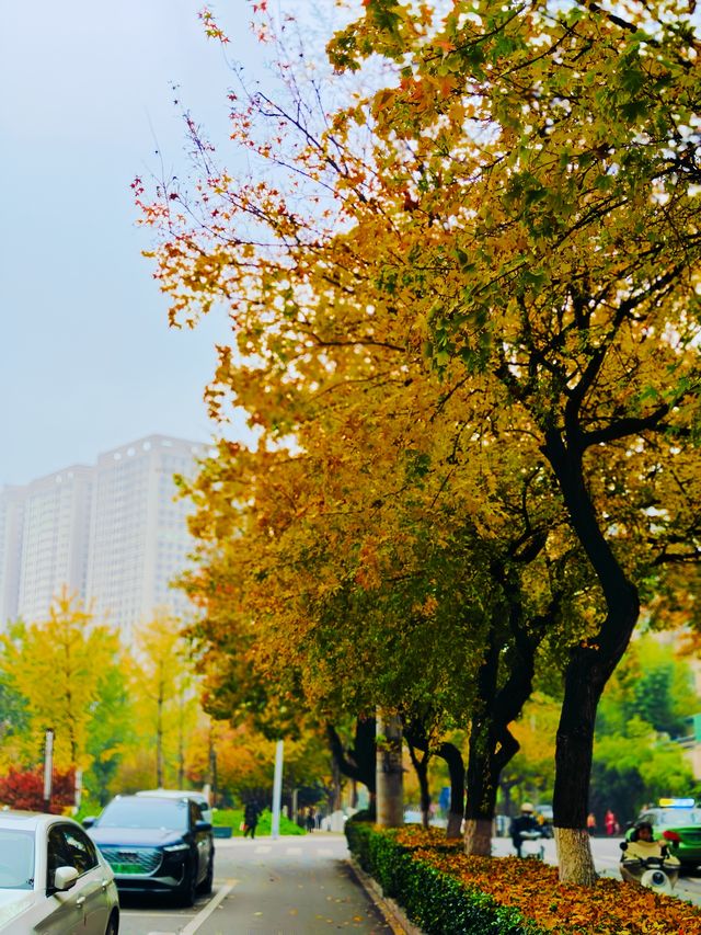 西安‖紡織城這個拐角公園秋色如畫。
