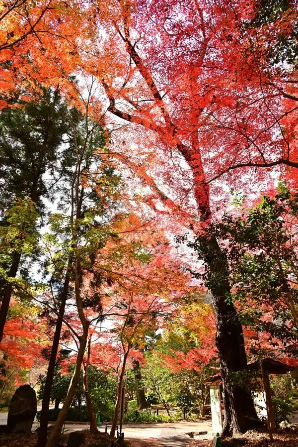 Nagoya's Higashiyama Zoo Offers Stunning Autumn Foliage