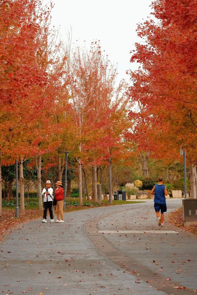 11月20日實拍上海這裡的楓葉已經紅啦。