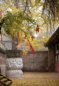 秋遊千年慈雲寺 霧裡賞銀杏。