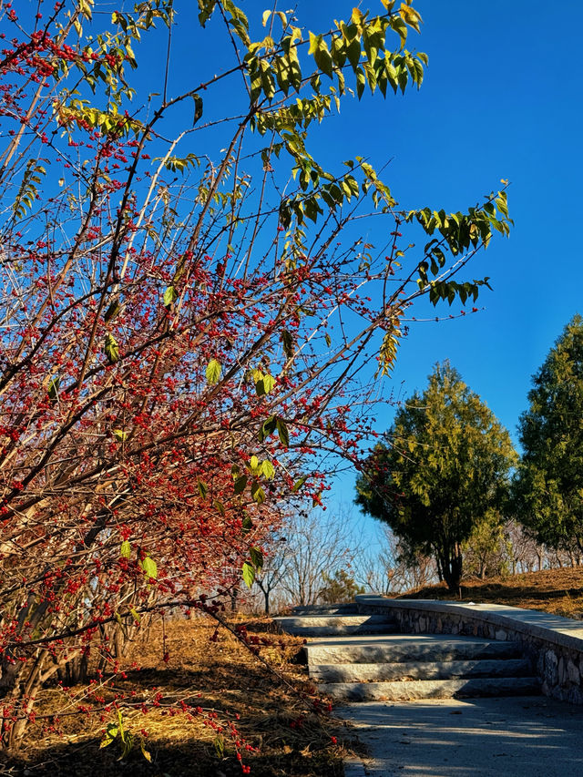 北京秋日遊園記 33｜南苑森林公園。