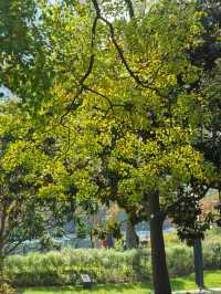 魔都新公園——半馬蘇河公園。