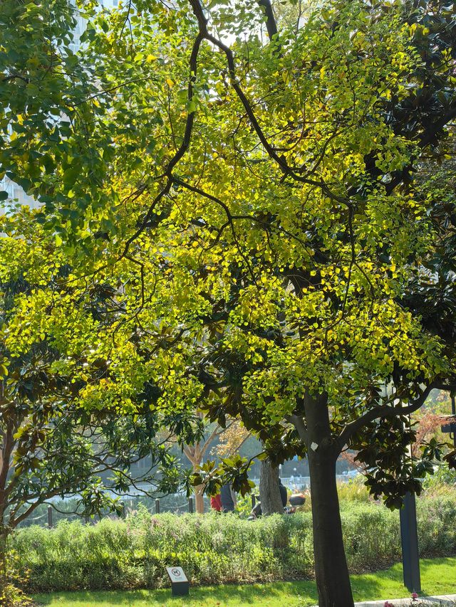 魔都新公園——半馬蘇河公園。