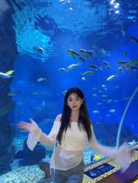 夢幻海底世界與驚喜之旅。