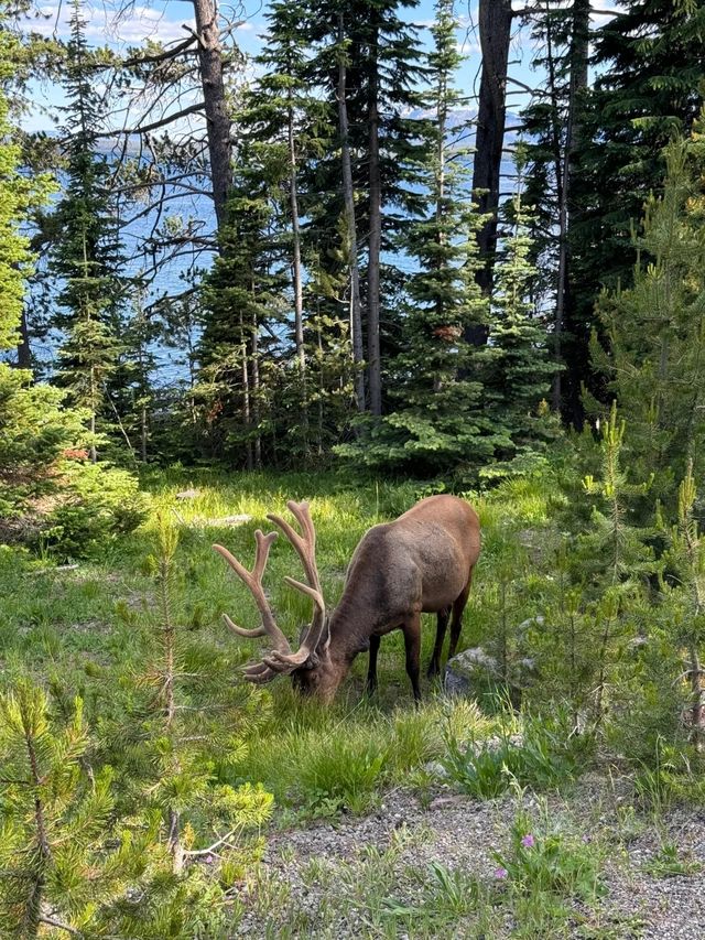 Top1 Yellowstone National Park Travel Guide is Here! [November Update]