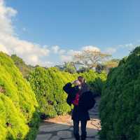 제주도 동백꽃과 억새 보러 카멜리아힐로 🌺