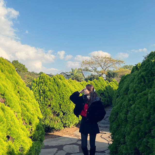 제주도 동백꽃과 억새 보러 카멜리아힐로 🌺