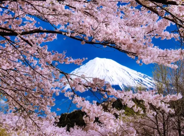 The Fragrant Green Tea of Shizuoka, Japan