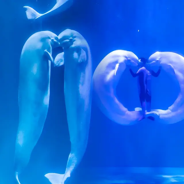 哈爾濱公園表演美極了