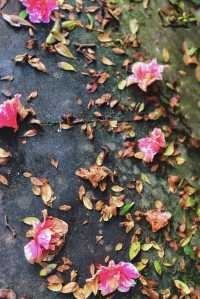 南岸秘密花園——重慶南山植物園