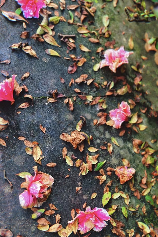 南岸秘密花園——重慶南山植物園