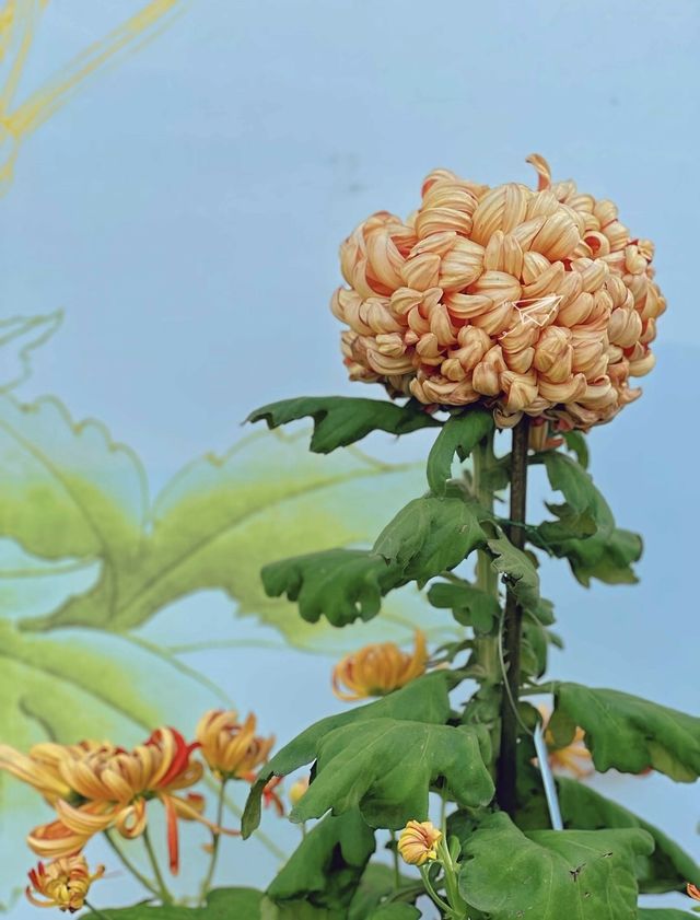 南岸秘密花園——重慶南山植物園