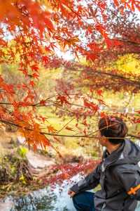 不是京都是武漢今年的楓葉真的紅了