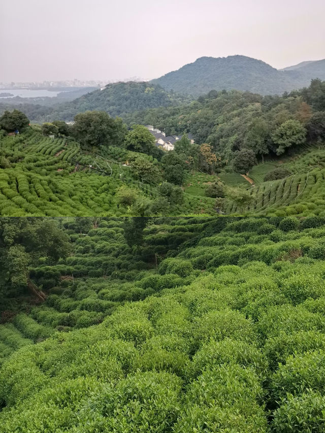 杭州滿覺隴白鶴峰