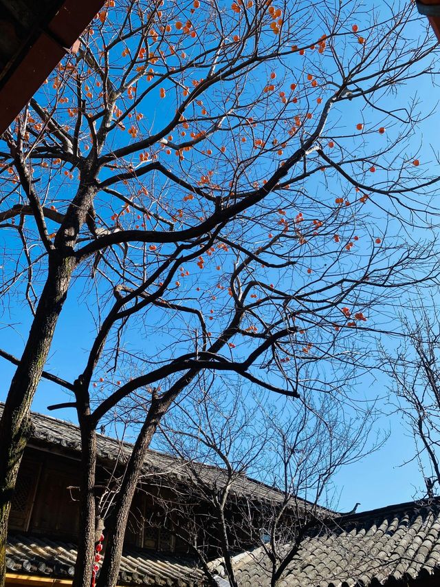 陽光麗江，冬日盛景 在麗江，陽光與雪山撞個滿懷。
