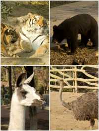 冬季反向遊 | 附鶴壁動物園互動遊玩攻略