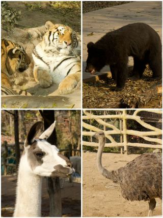 冬季反向遊 | 附鶴壁動物園互動遊玩攻略