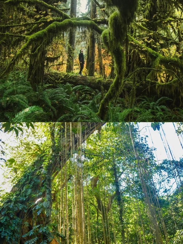 瓊中百花嶺—堪比亞馬遜的熱帶雨林