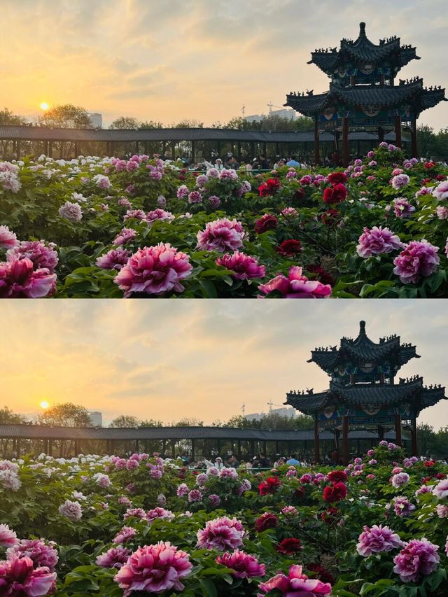 中國寶藏景點～集中在了菏澤呀～