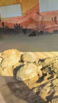 雄安辛瑪森林動物樂園的遊樂設施都有哪些特色呢？
