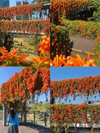 深圳香蜜公園橘黃花瀑來襲，盛花期美到犯規