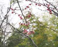 南京古林公園梅花已開，免費景點