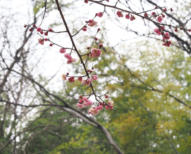 南京古林公園梅花已開，免費景點