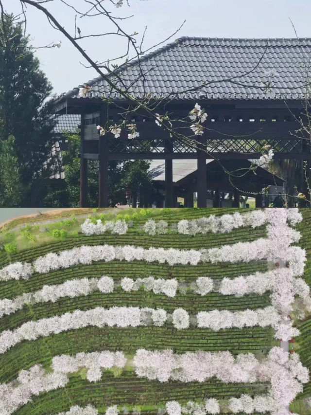 南昌春日賞花全攻略！花期地圖請查收