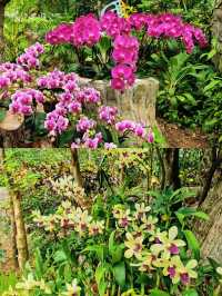 亞龍灣熱帶天堂森林公園超詳細遊玩攻略！快來抄作業
