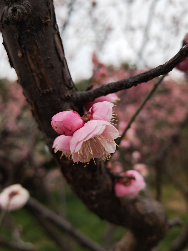 真如公園梅花景