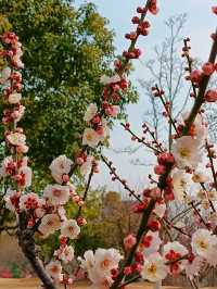 上海，仲去世紀公園？莘莊梅園靚到暈！
