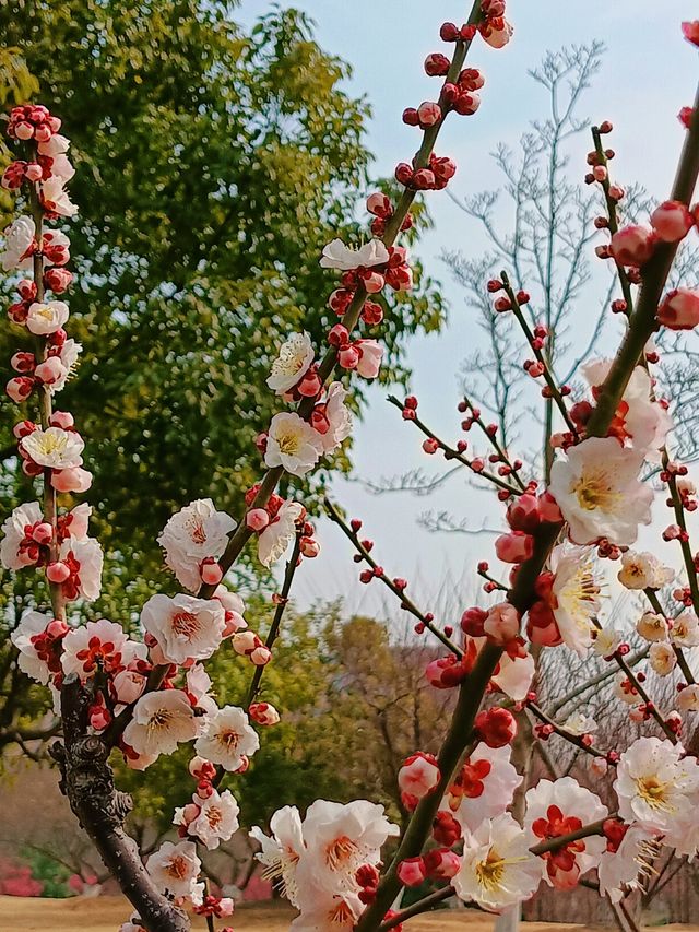 上海，仲去世紀公園？莘莊梅園靚到暈！