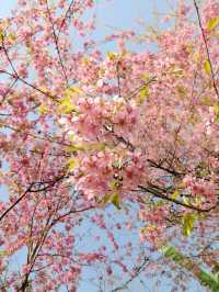 春日限定！成都賞花地圖大公開
