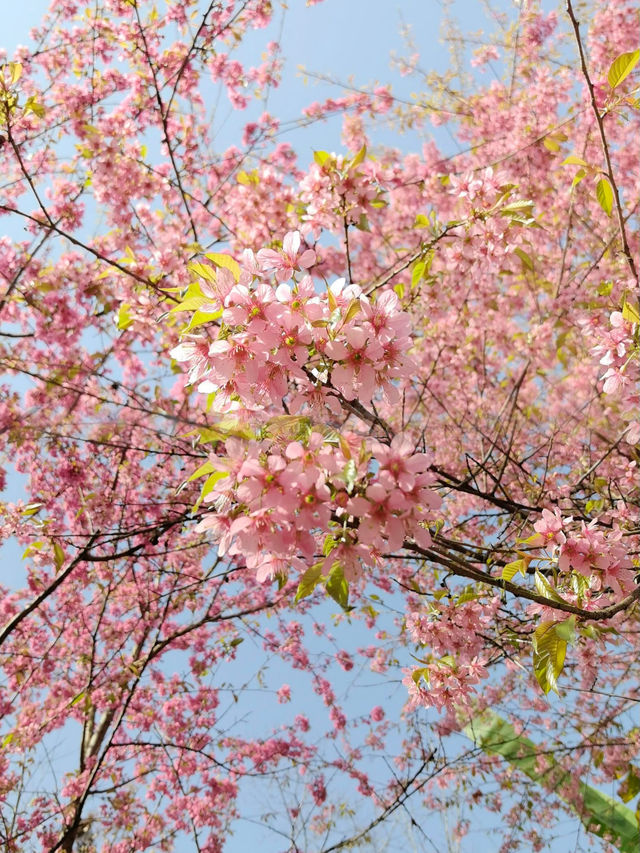 春日限定！成都賞花地圖大公開