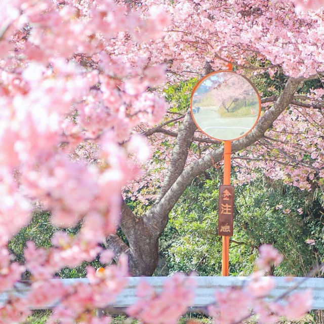 東京人私藏的賞櫻天花板🌸，一點不輸伊豆！