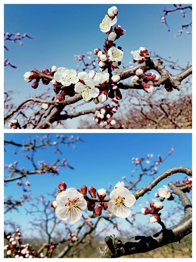 北京賞桃花，春遊香山公園
