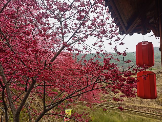 溫州櫻花園：初春的粉色夢境