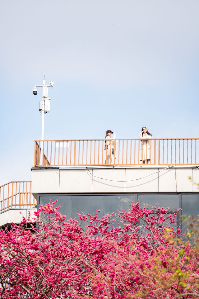 漳平永福櫻花園 | 福建的「櫻花小京都」