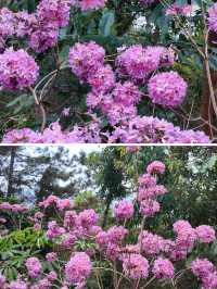 仙岳公園踏青攻略！週末帶上小夥伴一起賞花