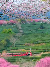 福建龍岩櫻花茶園賞花遊攻略