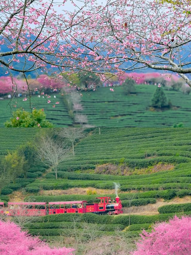 福建龍岩櫻花茶園賞花遊攻略