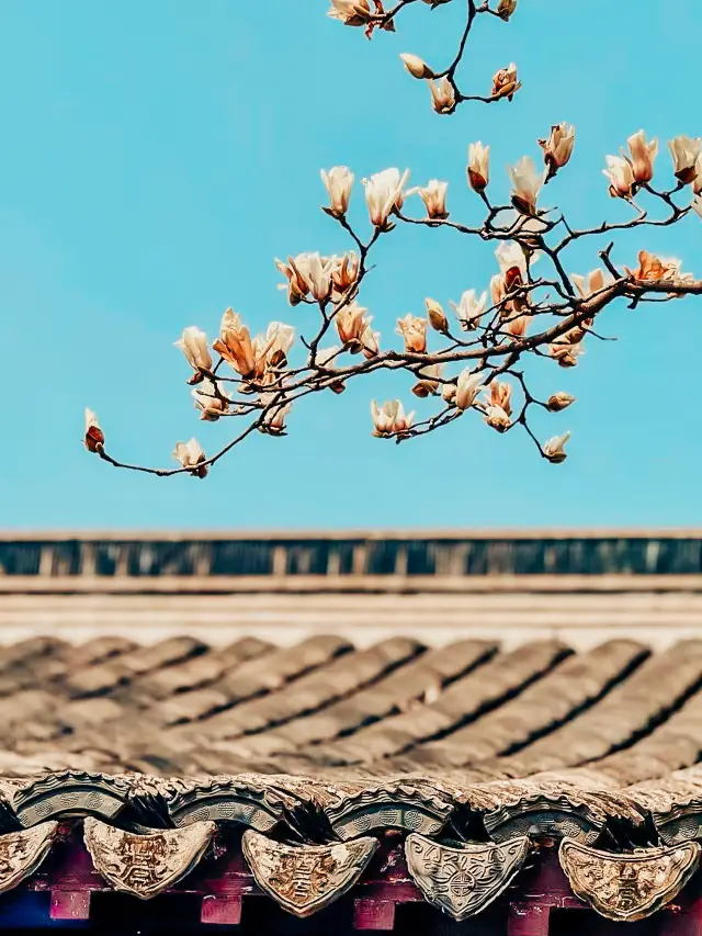Visit the Lingering Garden in Suzhou to Admire Peach Blossoms | Peach Blossoms in Full Bloom