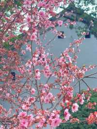 追個青羊宮梅花末班車，感受春天的中式浪漫