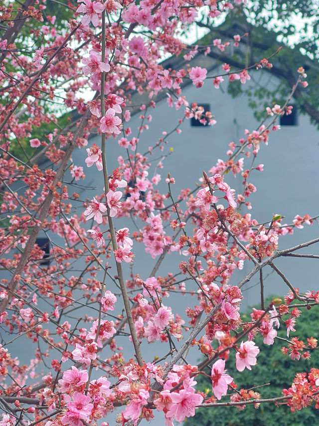 追個青羊宮梅花末班車，感受春天的中式浪漫