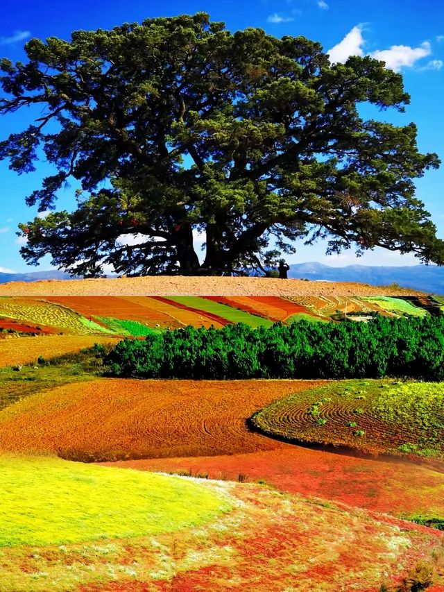 雲南昆明-東川紅土地老友記憶中的醉美之旅