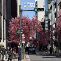 🌸東京三越前櫻花来了，都市中的浪漫櫻花之旅✨