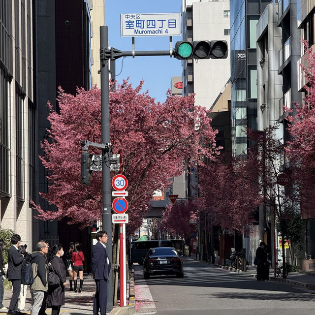 🌸東京三越前櫻花来了，都市中的浪漫櫻花之旅✨