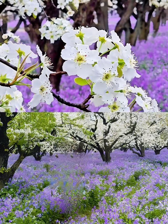 三台山宿遷梨蘭花好美