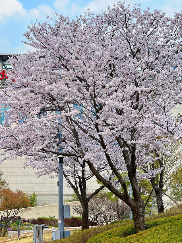 首爾櫻花季 | 東大門DDP公園美到失語