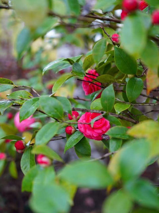 杭州青芝塢賞桃花啦！小眾好看哦～